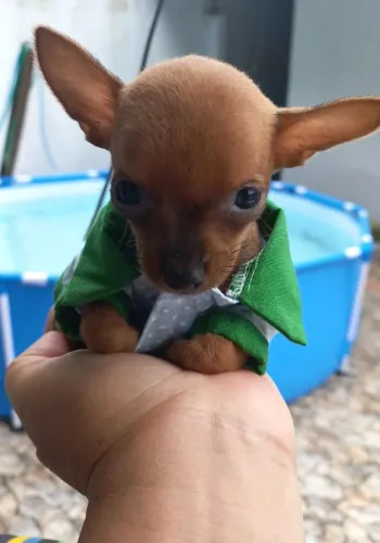 Pinscher machinho zero zero zero