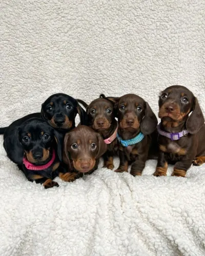 Filhotes de Dachshund Teckel Disponíveis Agora
