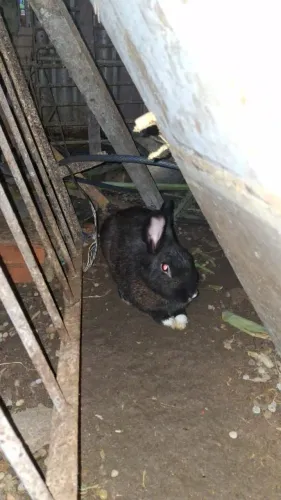 Coelhinhos 