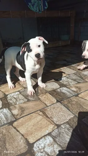 Filhote Fêmea American Pit Bull Terrier (APBT)