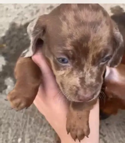 Basset teckel docil, companheiro