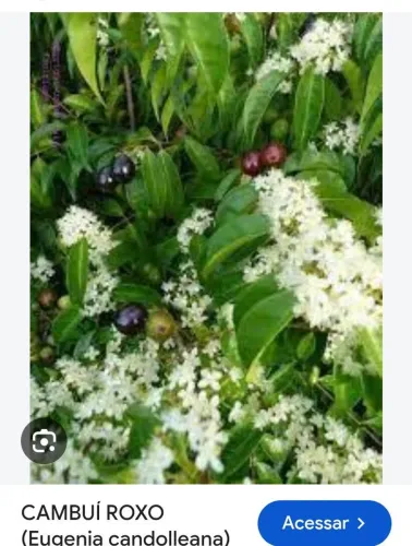 Cambui roxo ou cereja mameluco