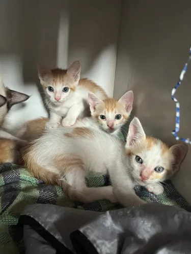 Gatinhos Filhotes
