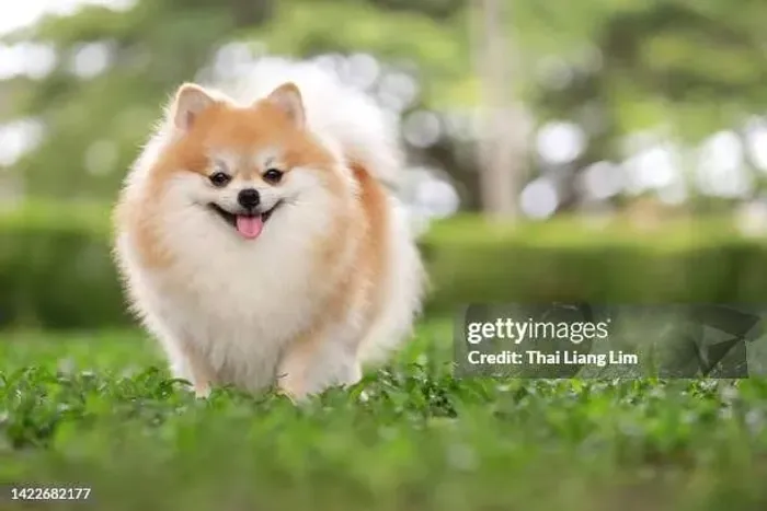 Lulu da Pomerânia Spitz alemão 