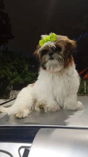 Vendo Shitzu fêmea 6 meses