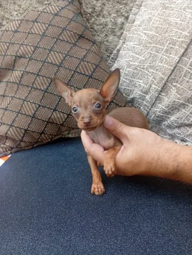 Pinscher Filhote Macho Disponível