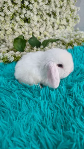 Coelho mini lop linhagem Uruguaia