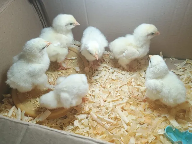 Pintinhos brahma
