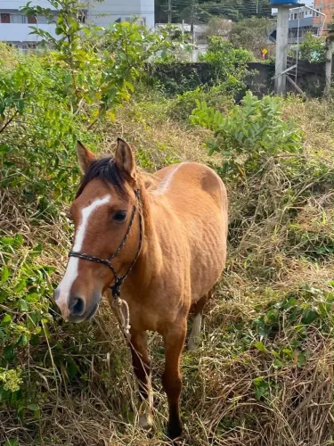 Vendo cavalo crioulo