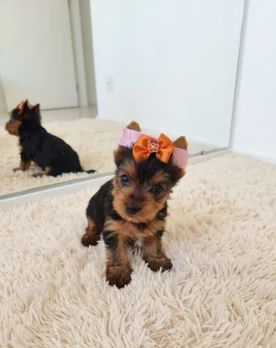 Yorkie Lindo e Muito Ativo