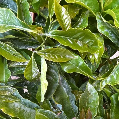 Mudas de Café Arábica de Alta qualidade