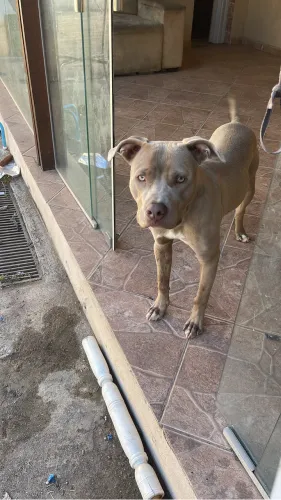 Pitbull