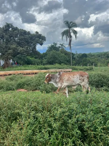 Bezerro para venda - 8 meses filho de Nelore pintado registrado 