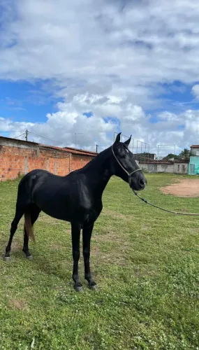 Potro