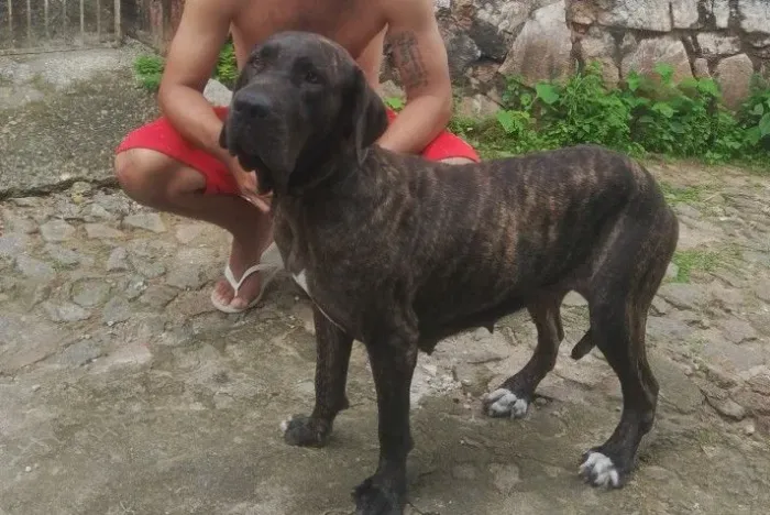 Fila brasileiro fêmea 400 Maranguape 