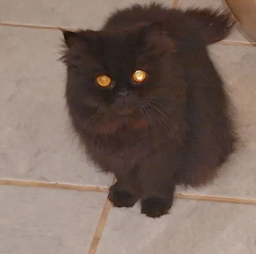 Gata quer um namorado