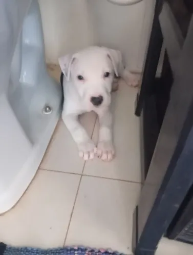 Pitbull macho