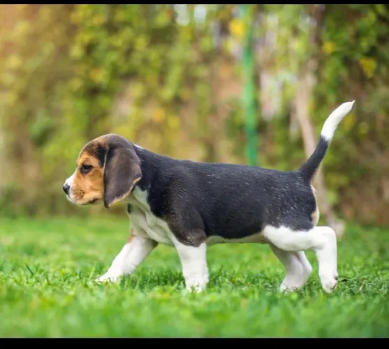 Beagle tricolor vacinado e vermifugado 