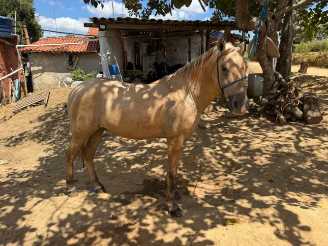 Cavalo de pisada