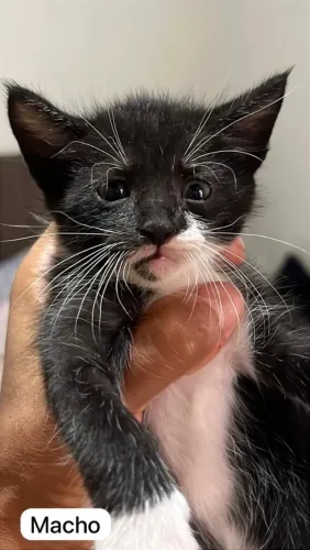 Gatos para adoção