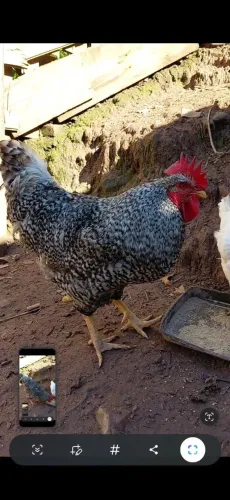 Galo carijo