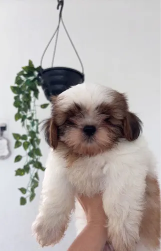 Filhote de ShihTzu 2 Macho 