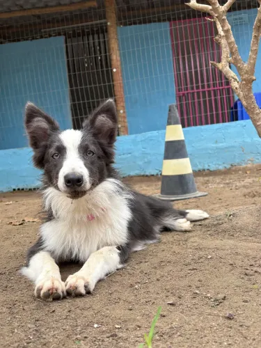 Border Collie 