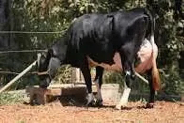 Vendo vacas girolanda
