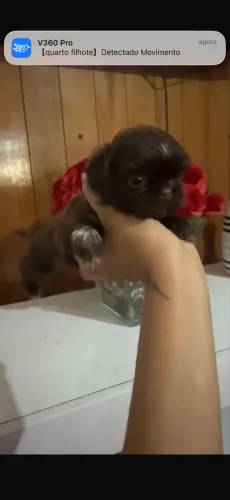 shitzu chocolate