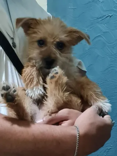 Adoção de cachorro, levo na casa