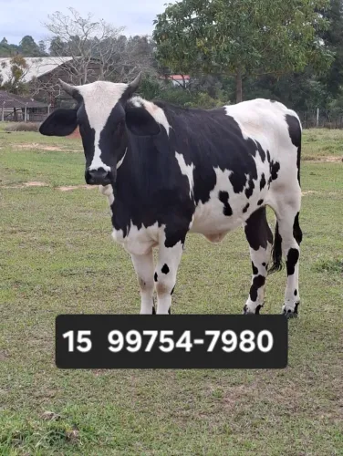 Vaca Novilha
