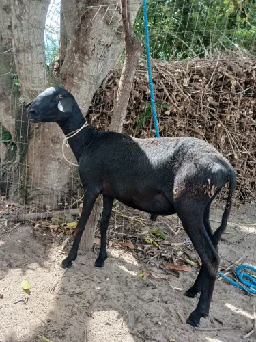 Carneiro reprodutor