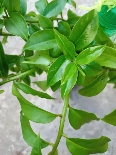 Planta orai-por-nobis.No vaso de garrafa pet.