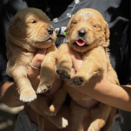 Golden Retriever (RESERVA)