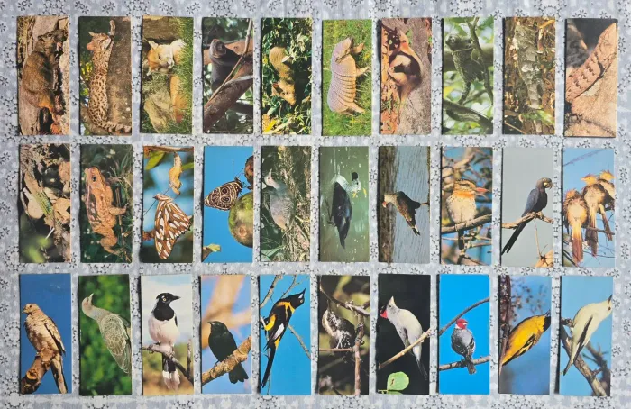 Set de cards figurinhas Nestlé Surpresa Sertões (1991) completo