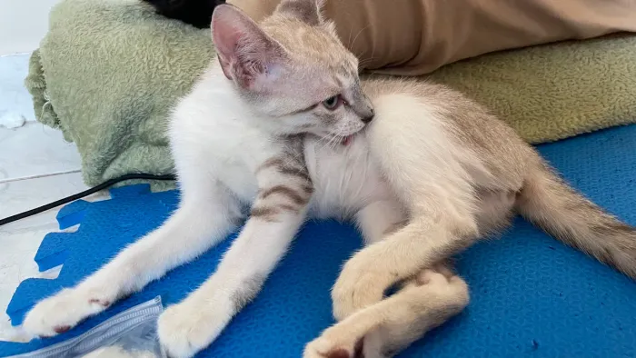 Doação gatinhas 