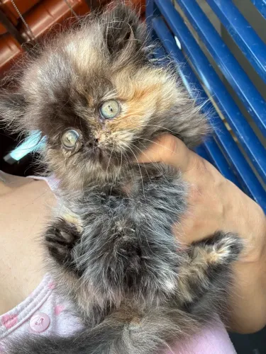 Gatinha persa tricolo