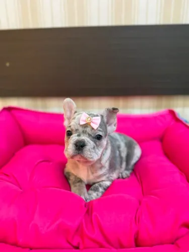 Bulldog Francês Merle Fêmea