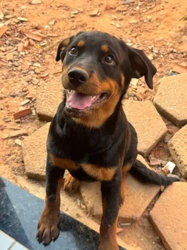 Filhote de Rottweiler