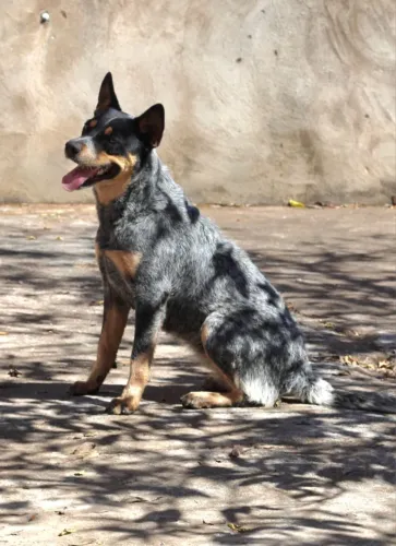 Blue Heeler (Boiadeiro Australiano) Fêmea | 10 Meses