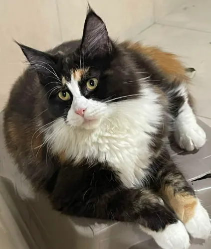 Maine coon