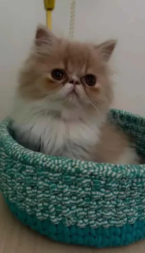 Filhote fêmea de gato persa pronta entrega