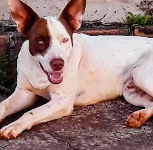 Adoção Pit Bull