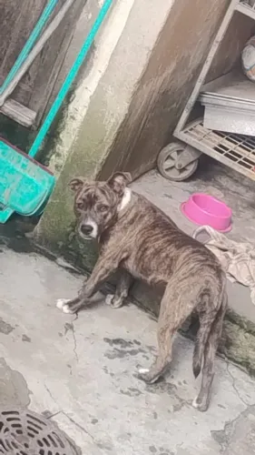 Pitbull 