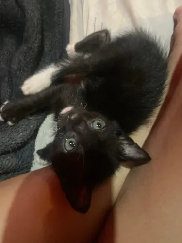 Gato filhote macho docil