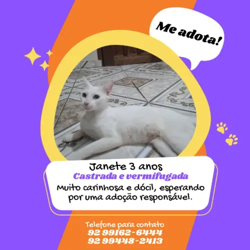 Doação de gata