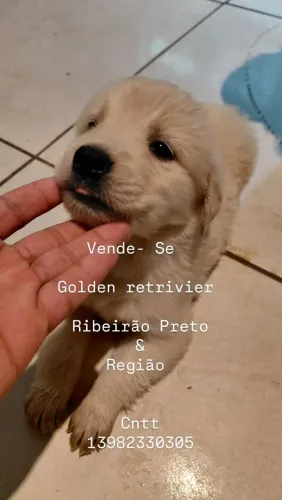 Golden Retriever dourados