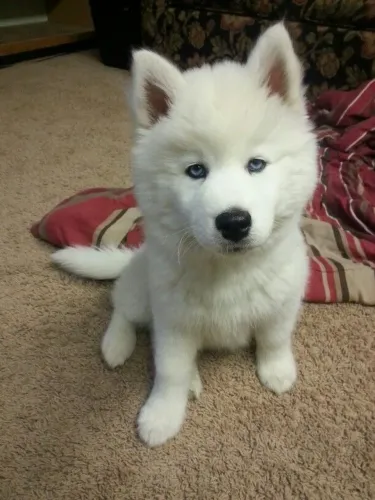 Husky Siberiano - Carinho Que Vira Laço