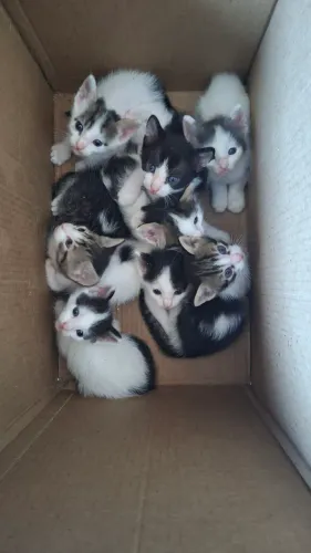 Gatos para doação