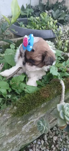 Shitzu macho